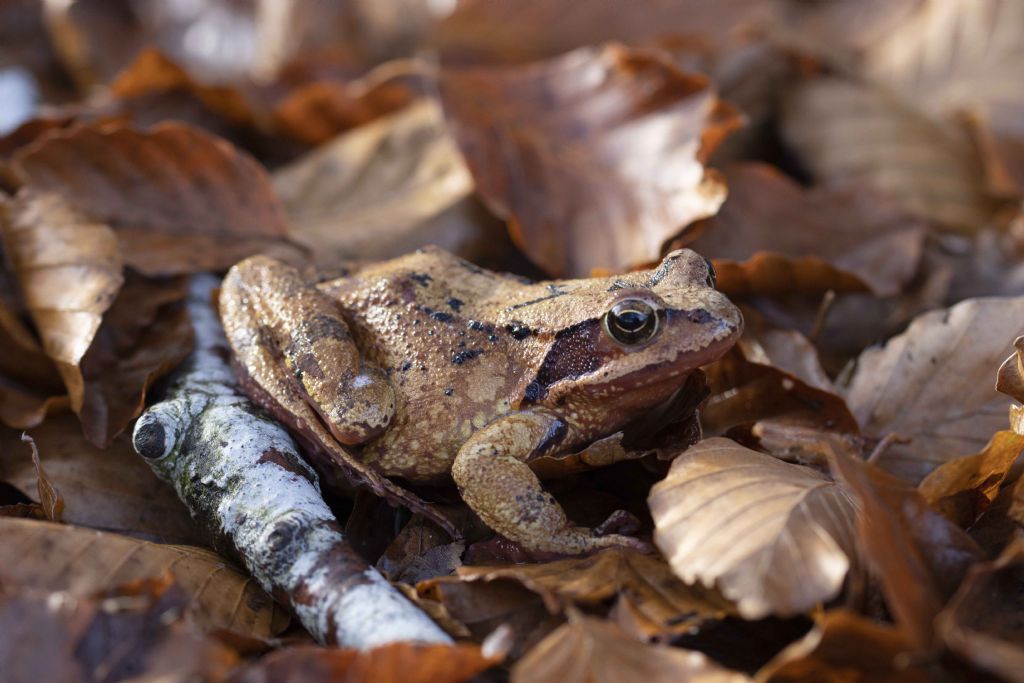 Identificazione rana - Rana temporaria